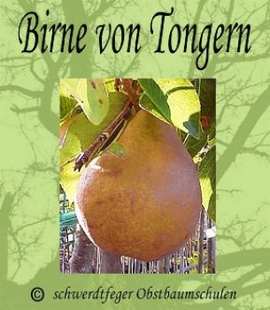 Birnenbaum, Herbstbirne "Birne aus Tongern"