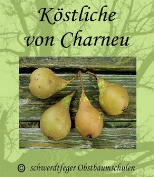 Birnenbaum, Herbstbirne "Köstliche von Charneux"