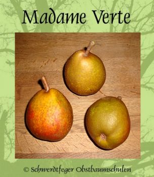 Birnenbaum, Winterbirne "Madame Verte"