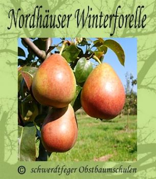 Birnenbaum, Winterbirne "Nordhäuser Winterforelle"