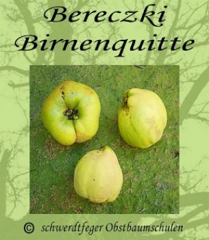 Quittenbaum, Quitte "Bereczki Birnenquitte"