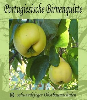 Quittenbaum, Quitte "Porugiesische Birnenquitte"