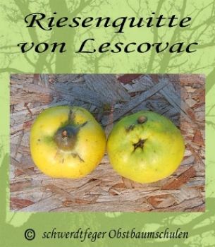 Quittenbaum, Apfelquitte "Riesenquitte von Lescovac"