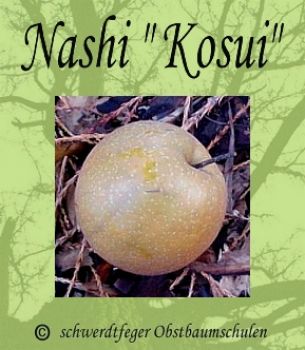 Nashi / Nashibirne (Asienapfel) "Kosui" - Robuste Nashisorte!