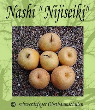 Nashi / Nashibirne (Asienapfel) "Nijiseiki" - Robuste Nashisorte!