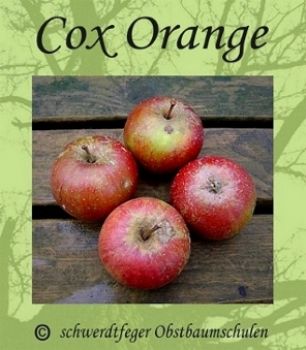 Zwergapfelbaum "Cox Orange Renette" - Herbstapfel, Zwergobst-schwachwüchsig!