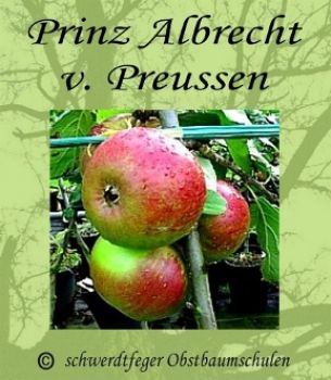 Zwergapfelbaum "Prinz Albrecht v. Preußen" - Herbstapfel, Zwergobst-schwachwüchsig!
