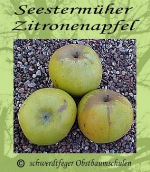 Zwergapfelbaum "Seestermüher Zitronenapfel" - Herbstapfel, Zwergapfel-schwachwüchsig!