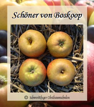 Zwergapfelbaum "Schöner von Boskoop" - Winterapfel, Zwergapfel-schwachwüchsig!