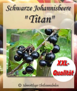 Schwarze Johannisbeere 