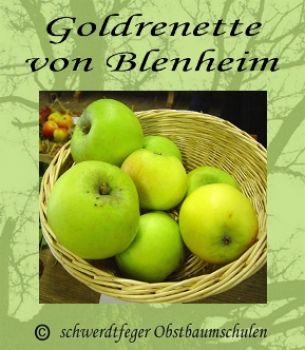 Zwergapfelbaum, Winterapfel "Goldrenette v. Blenheim", Zwergapfel-schwachwüchsig!