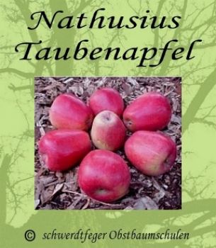 Zwergapfelbaum, Winterapfel "Nathusius Taubenapfel", Zwergapfel-schwachwüchsig!