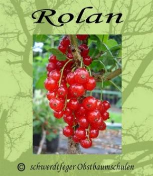 Rote Johannisbeere 