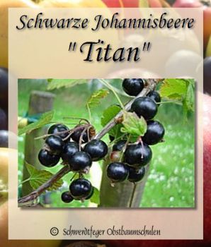 Johannisbeere ´Titan´ - Johannisbeersorte in Stammform
