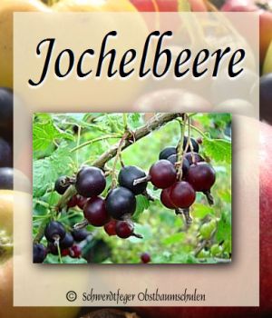 Jochelbeere - Stammform
