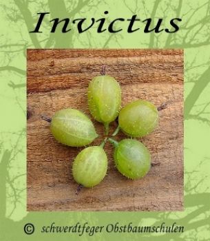 Stachelbeere-Gelb "Invictus" - Buschform, robuste Stachelbeersorte!