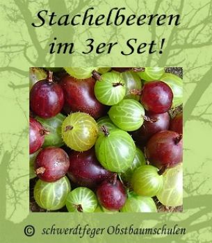 3er-Sparset Stachelbeere Rot/Gelb/Gr�n - Buschform/Strauchform