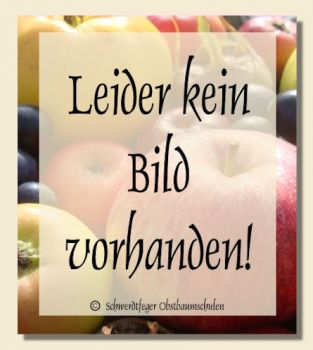 Zwerg-Birnenbaum (Zwergbirne) "Gellerts Butterbirne" - Herbstbirne!