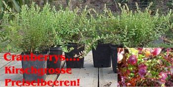 6Stk. Cranberrys/Moosbeeren!