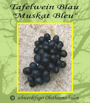 Tafeltraube-Weinrebe, blau, pilzfest, 