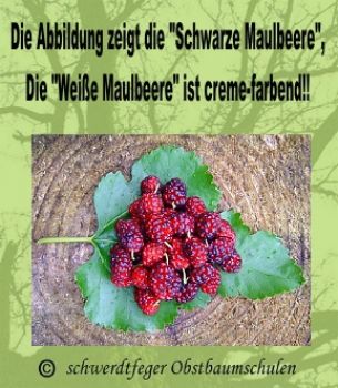 Wei�er Maulbeerbaum 