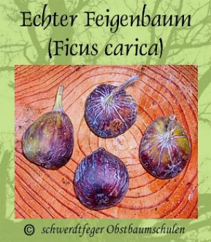 Echter Feigenbaum 