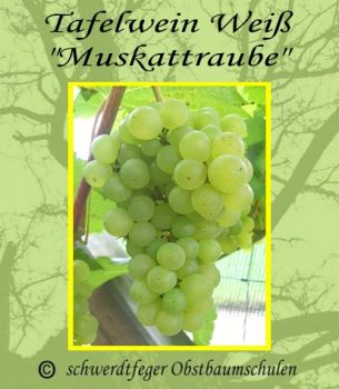 Tafeltraube-Weinrebe, pilzfest, 