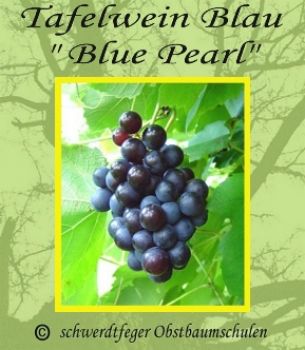 Tafeltraube-Weinrebe, blau, pilzfest, 