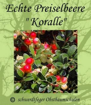6 Stk. Echte Preiselbeeren 