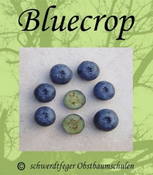 Blaubeere-Heidelbeere, Stammform 
