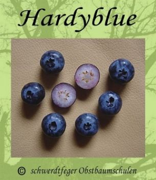 Heidelbeere (Blaubeere) "Hardyblue" - Buschform, robuste Heidelbeersorte!