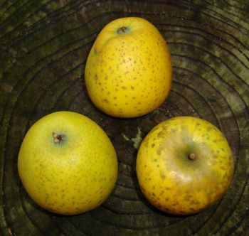 Apfelbaum, Herbstapfel 'Ananasrenette' (Malus 'Ananasrenette') - alte Apfelsorte!
