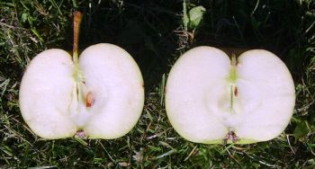 Apfelbaum, Herbstapfel 'Angelner Borsdorfer' (Malus 'Angelner Borsdorfer') - alte Apfelsorte!