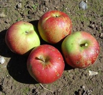 Apfelbaum, Herbstapfel 'Baumanns Renette' (Malus 'Baumanns Renette') - alte Apfelsorte!
