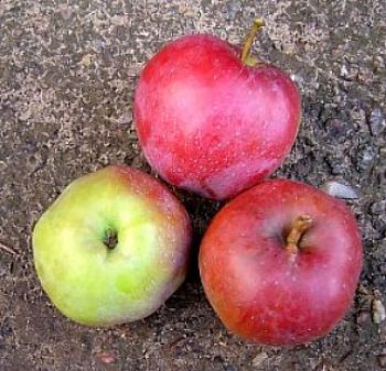 Apfelbaum, Herbstapfel 'Berner Rosenapfel' (Malus 'Berner Rosenapfel') - alte Apfelsorte!