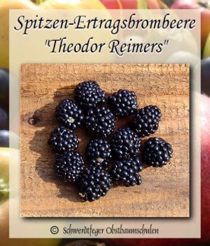 Brombeere, Spitzensorte 'Theodor Reimers'