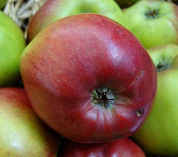 Artikelname Apfelbaum, Herbstapfel 'Danziger Kantapfel' (Malus 'Danziger Kantapfel') - alte Apfelsorte!