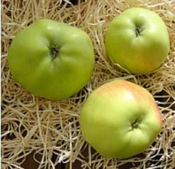 Apfelbaum, Herbstapfel 'Filippa' (Malus 'Filippa'/ 'Filippa´s Apfel') - alte Apfelsorte!