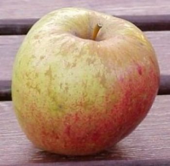 Apfelbaum, Herbstapfel 'Finkenwerder Herbstprinz' (Malus 'Finkenwerder Herbstprinz') - Prinzenapfel!