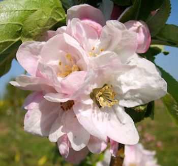 Apfelbaum, Herbstapfel 'Früher Rambur' (Malus 'Früher Rambur') - alte Apfelsorte!
