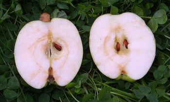 Apfelbaum, Herbstapfel 'Gelber Bellefleur' (Malus 'Gelber Bellefleur') - alte Apfelsorte!