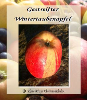 Apfelbaum, Winterapfel "Gestreifter Wintertaubenapfel""
