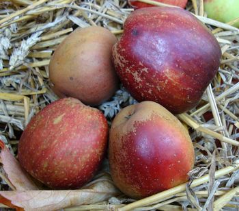 Apfelbaum, Herbstapfel 'Hadelner Rotfranch' (Malus 'Hadelner Rotfranch') - alte Apfelsorte!