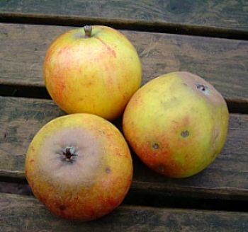 Apfelbaum, Herbstapfel 'Holsteiner Cox' (Malus 'Holsteiner Cox') - alte Apfelsorte!