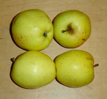 Apfelbaum, Herbstapfel ´Holsteiner Zitronenapfel´ (Malus ´Holsteiner Zitronenapfel´) - alte Apfelsorte!