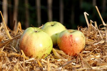 Apfelbaum, Winterapfel "Horneburger Pfannkuchenapfel" - Apfel des Jahres 2016!