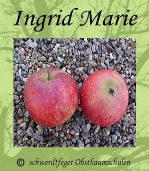 Apfelbaum, Herbstapfel 'Ingrid Marie' (Malus 'Ingrid Marie') - alte Apfelsorte!