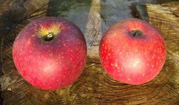 Apfelbaum, Herbstapfel 'Ingrid Marie' (Malus 'Ingrid Marie') - alte Apfelsorte!
