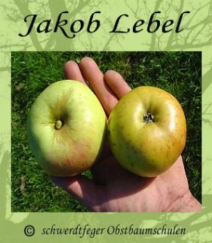 Apfelbaum, Herbstapfel 'Jakob Lebel' (Malus 'Jakob Lebel') - alte Apfelsorte!