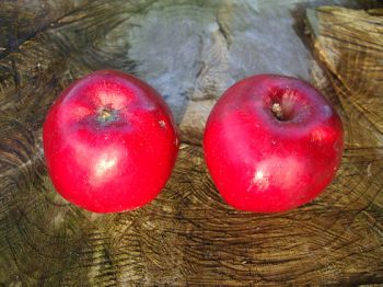Apfelbaum, Herbstapfel 'Jonathan' (Malus 'Jonathan') - alte Apfelsorte!